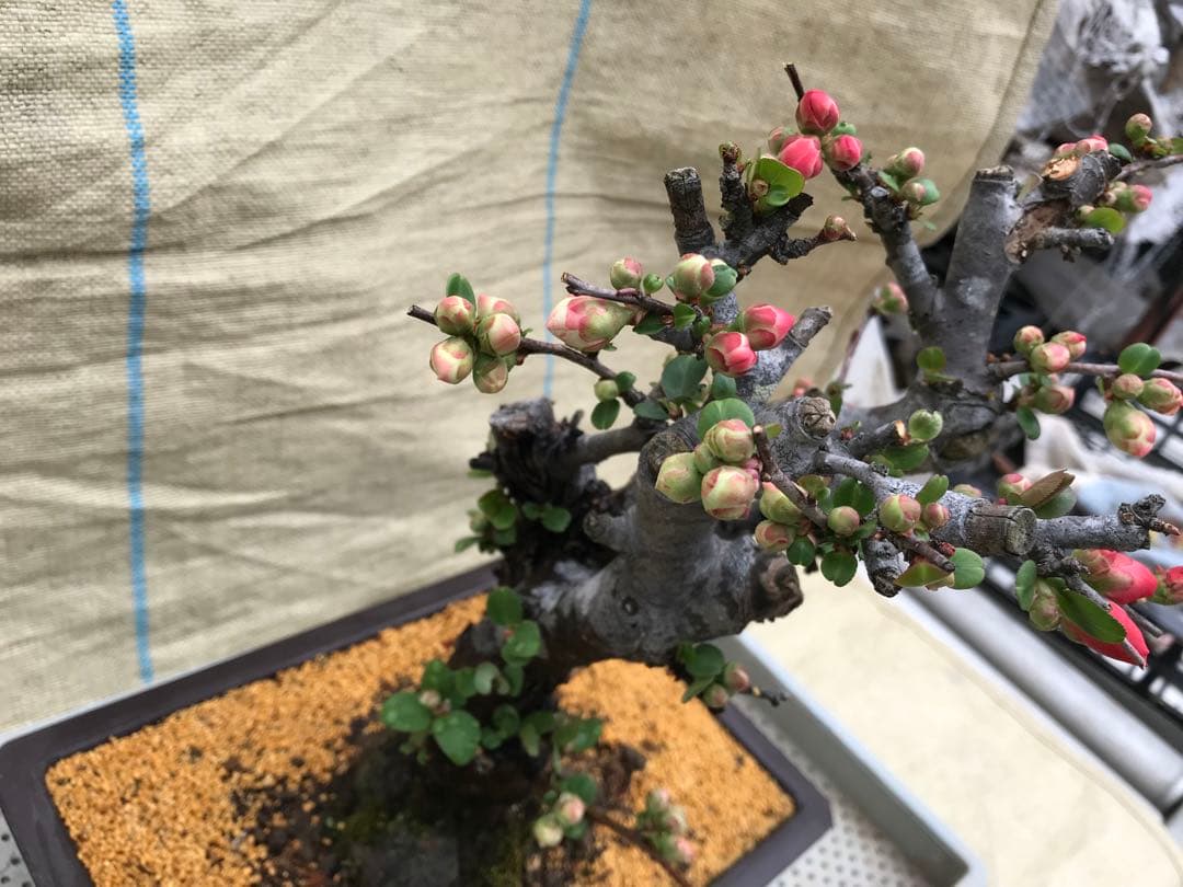 木瓜(ボケ)・放春花 越の輝 角鉢(咲分け保証品)①