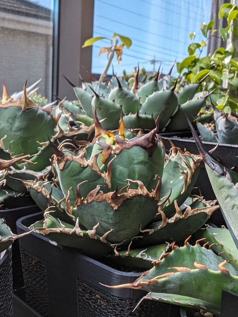 Arizona Ambition アリゾナアンビション チタノタtitanota