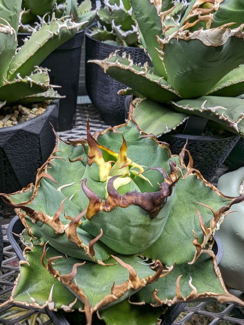 Arizona Ambition アリゾナアンビション チタノタtitanota