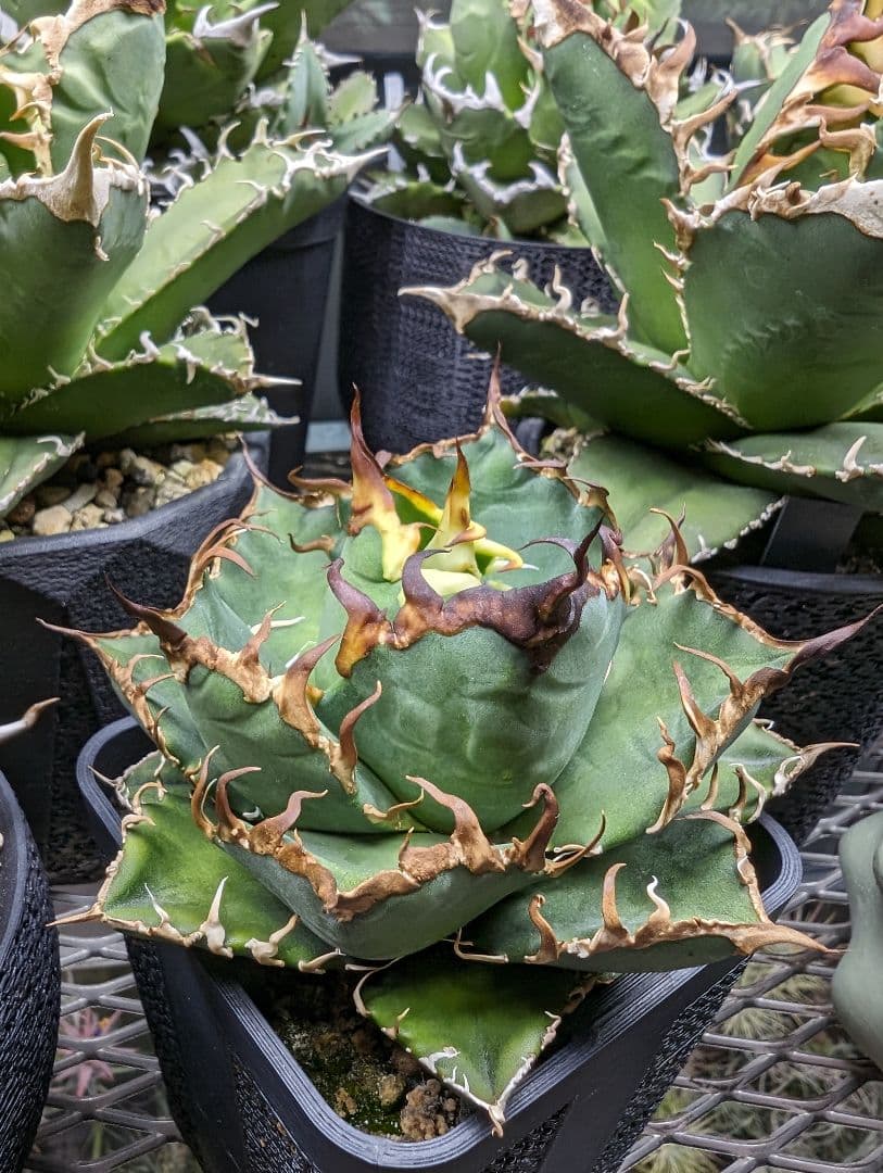 Arizona Ambition アリゾナアンビション チタノタtitanota