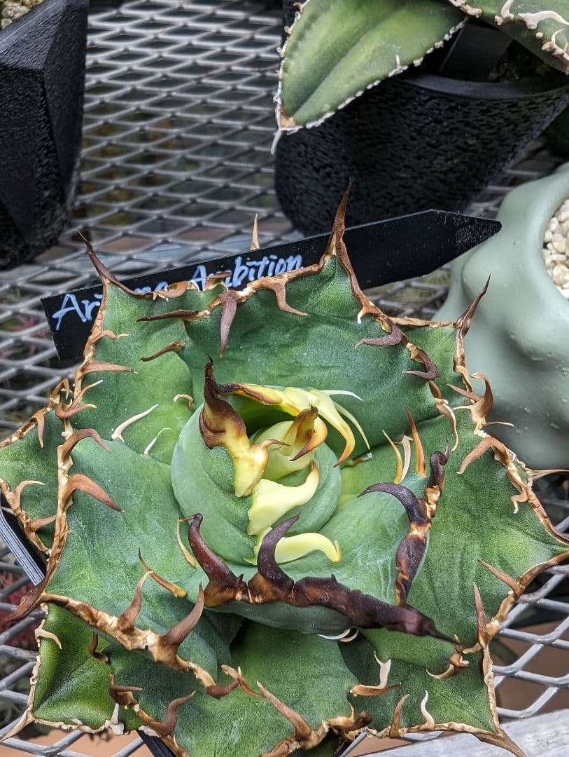 Arizona Ambition アリゾナアンビション チタノタtitanota