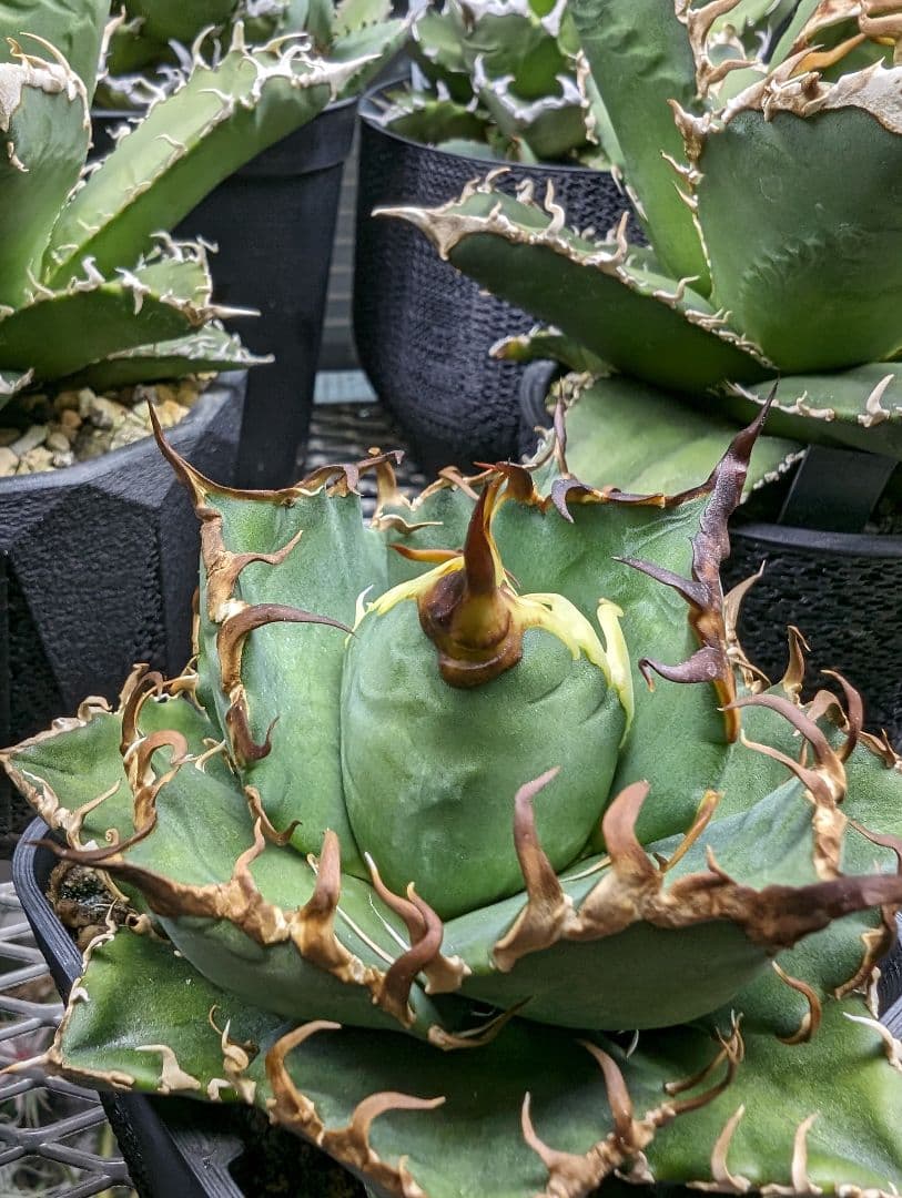 Arizona Ambition アリゾナアンビション チタノタtitanota