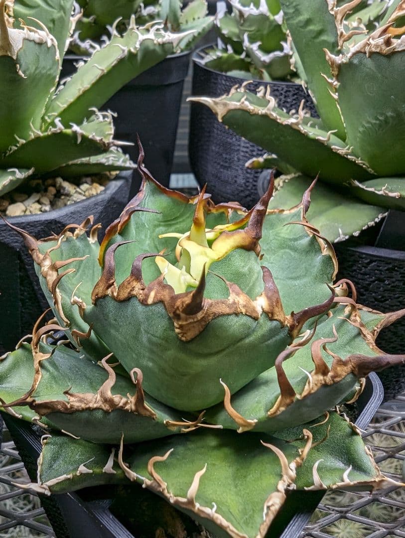 Arizona Ambition アリゾナアンビション チタノタtitanota