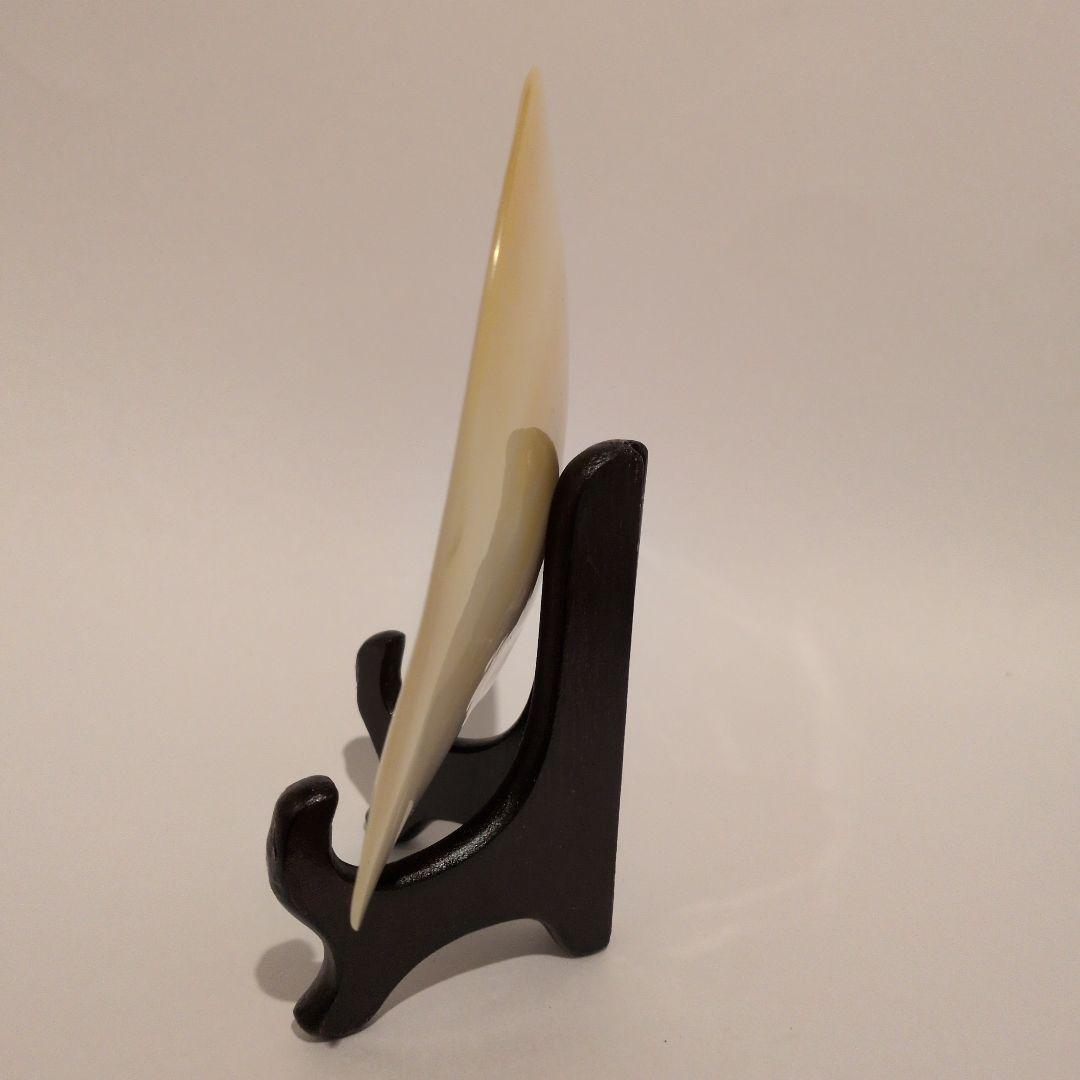 真珠貝 インテリア置物 木製スタンド付き