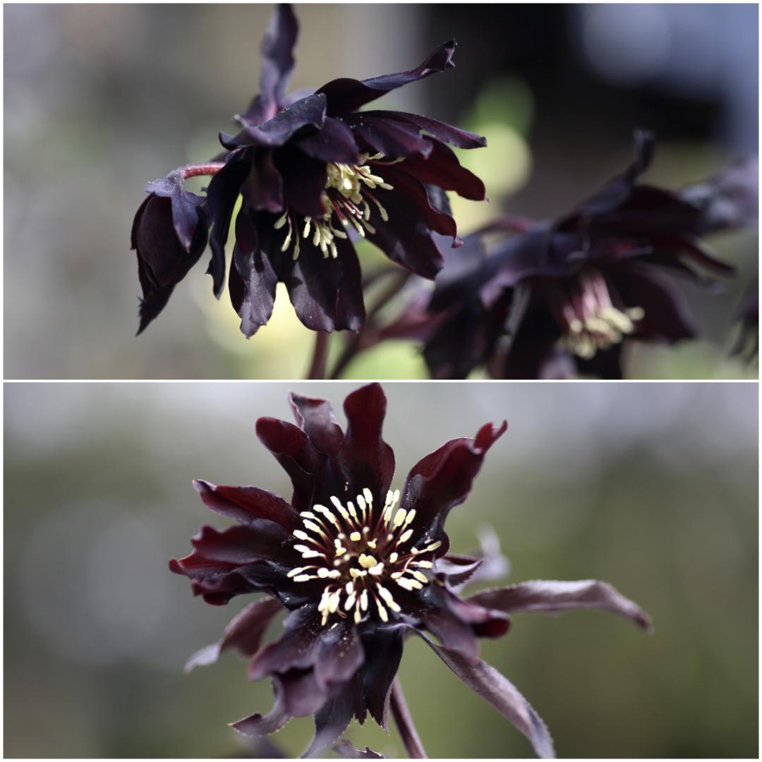 もり子「歳末セール」クリスマスローズ 苗 セット