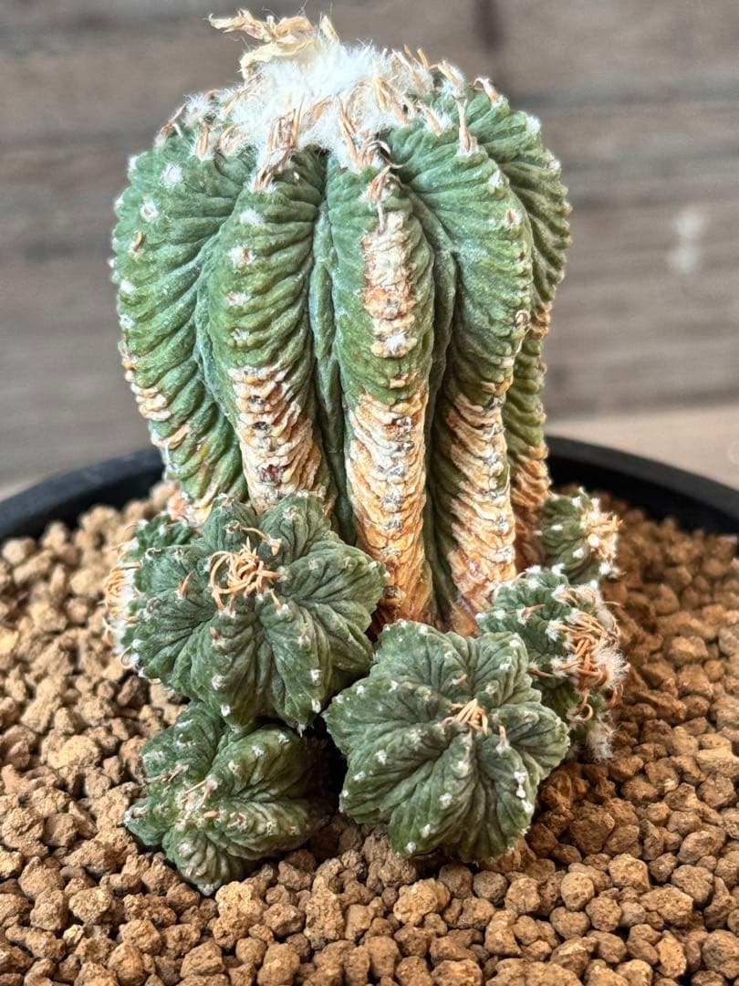 【希少品種】花籠 Aztekium ritteri アズテキウム リッテリー