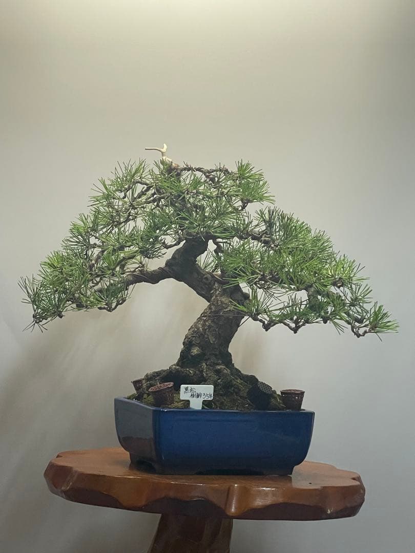 黒松盆栽 青い鉢