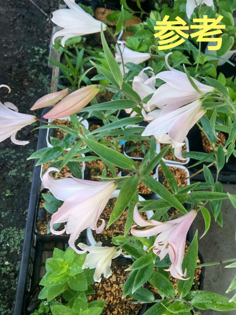 みんみん❗セツブンソウ来春開花予定6球・日向ササユリ2球お届け！！