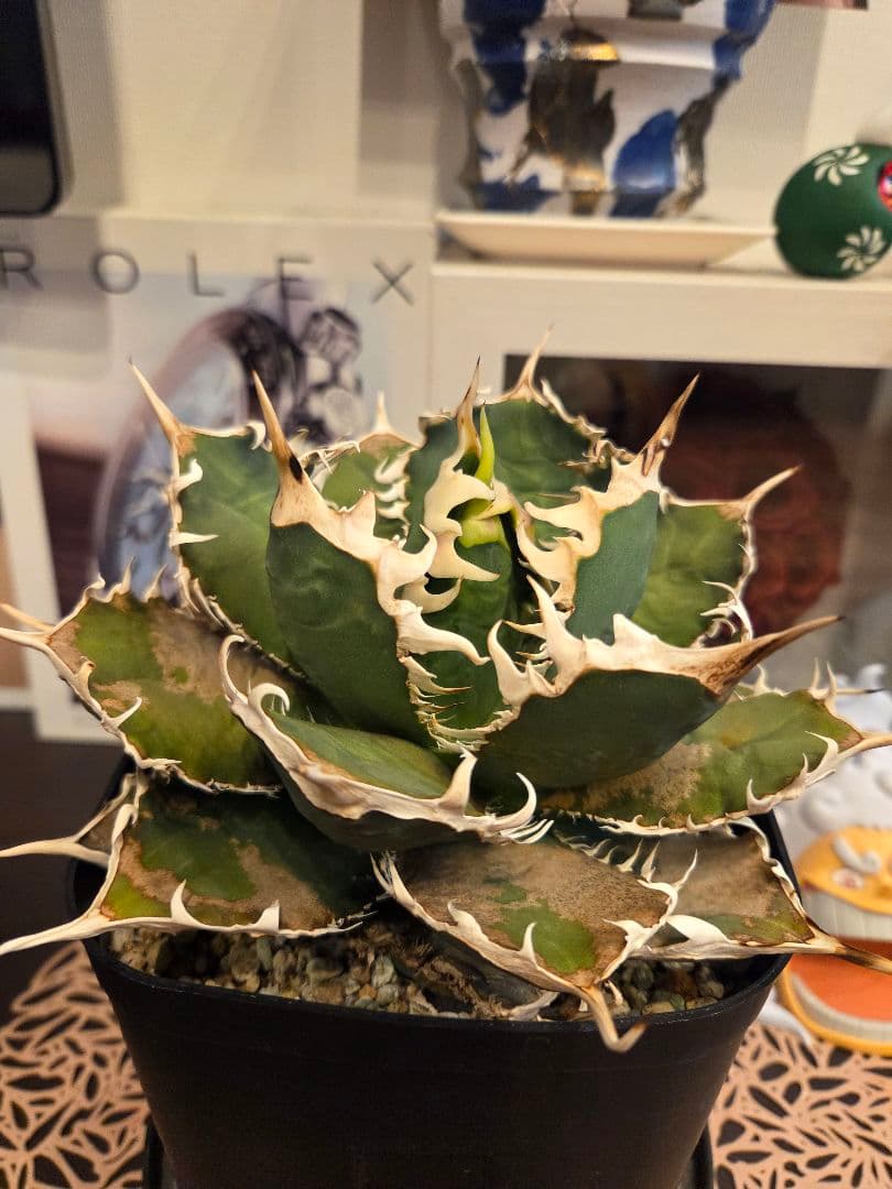 【アガベ オアハカ 親株】Oaxaca 現地球 アガベ オテロイ