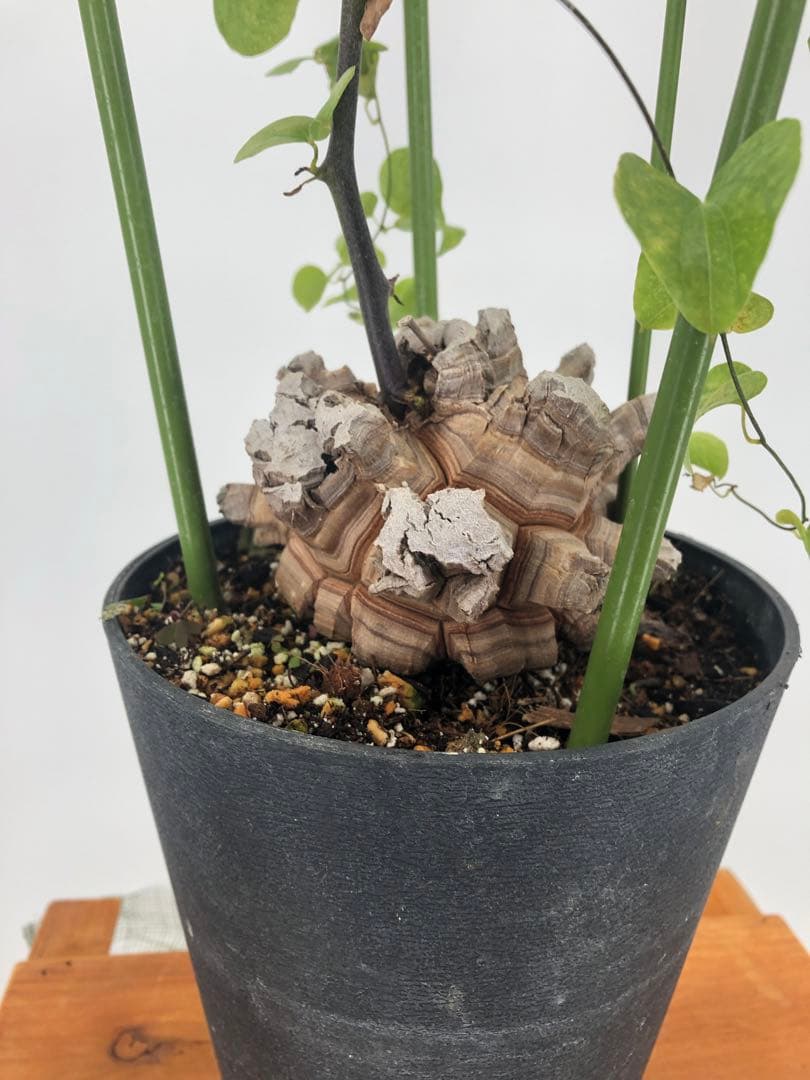 アフリカ亀甲竜　塊根植物