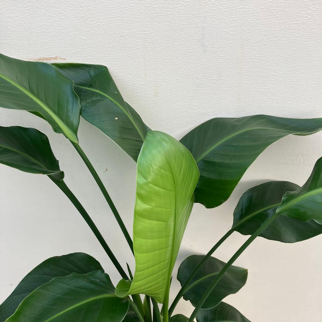 ストレチア　オーガスタ3本植え　鉢皿付き