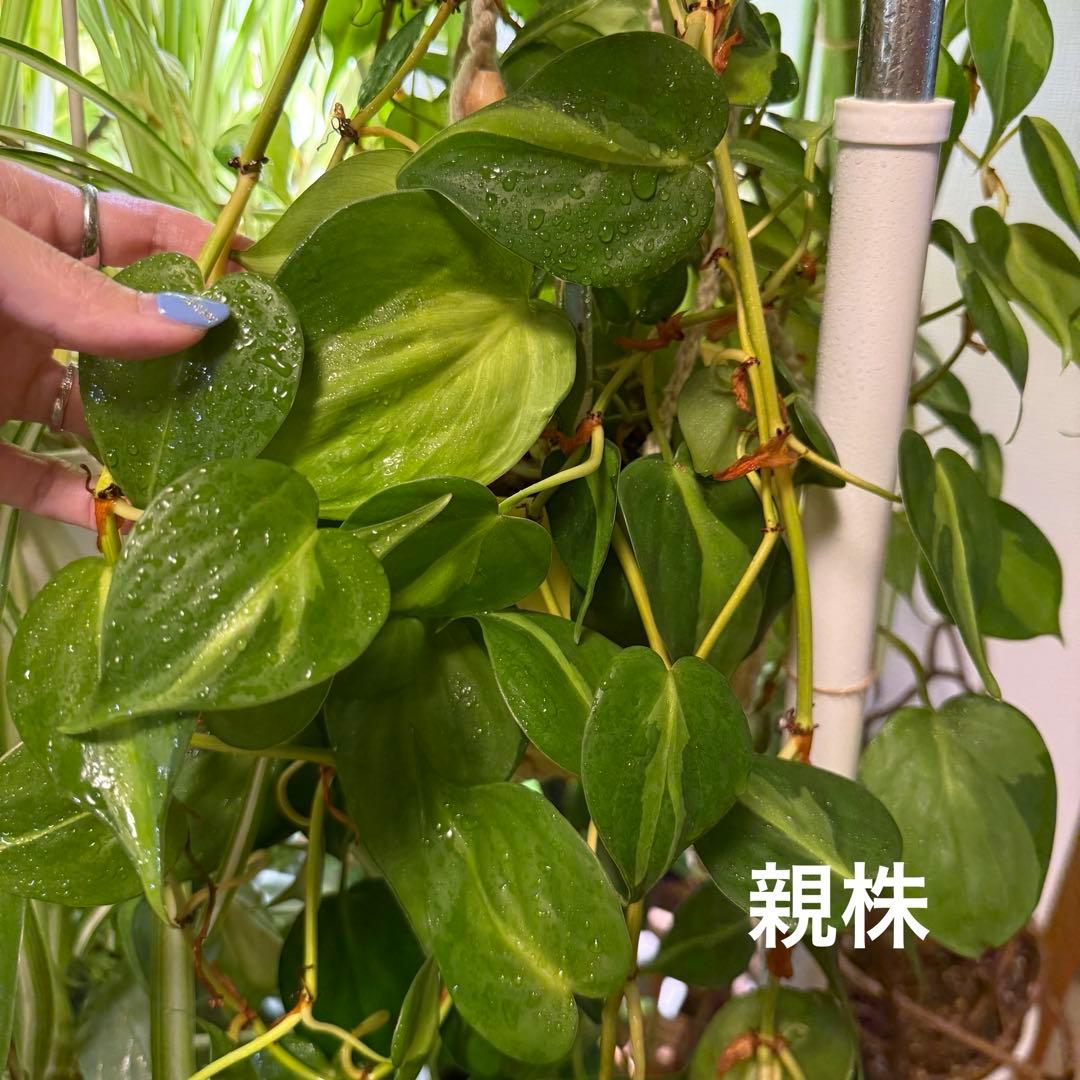 フィロデンドロン オキシカルジウムブラジル 50cmカット（発送停止中）