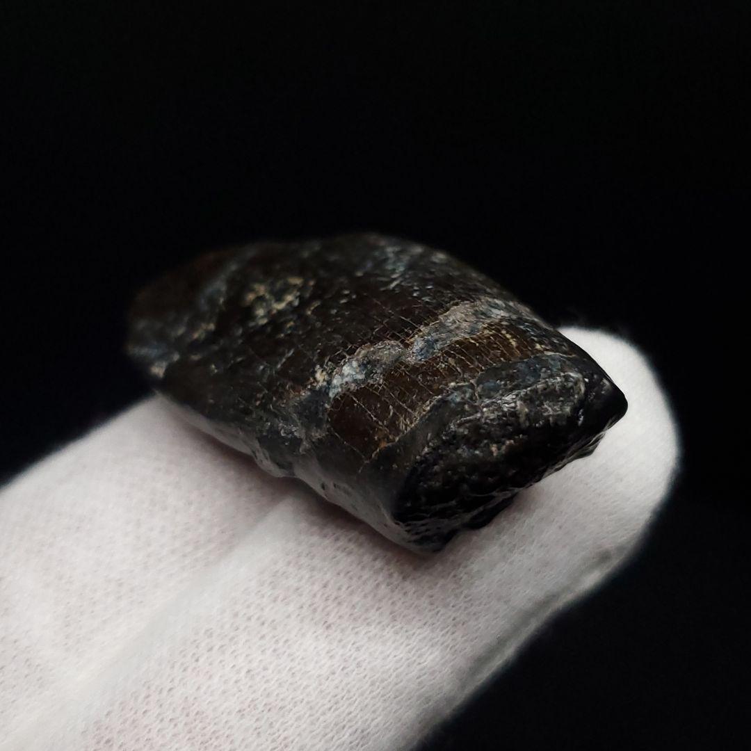 極上 ジョバリア 歯 化石 本物 モロッコ産 41.18mm fr146