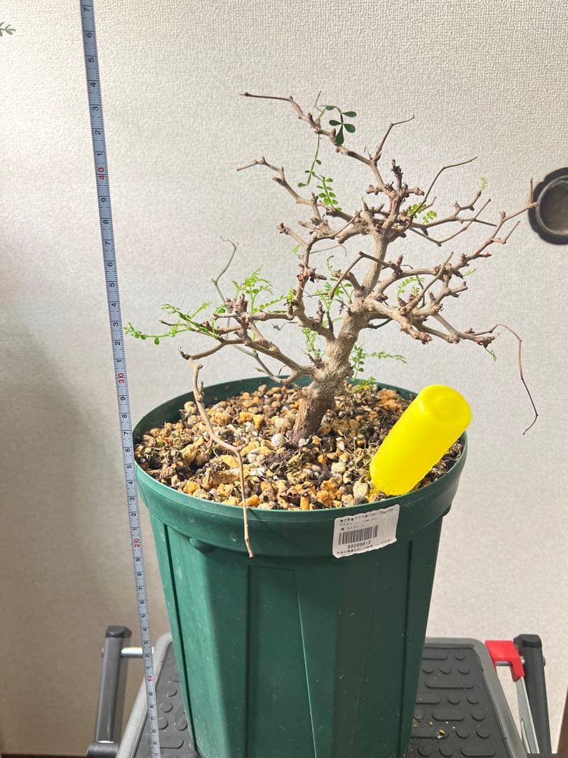 オペルクリカリア パキプス No13