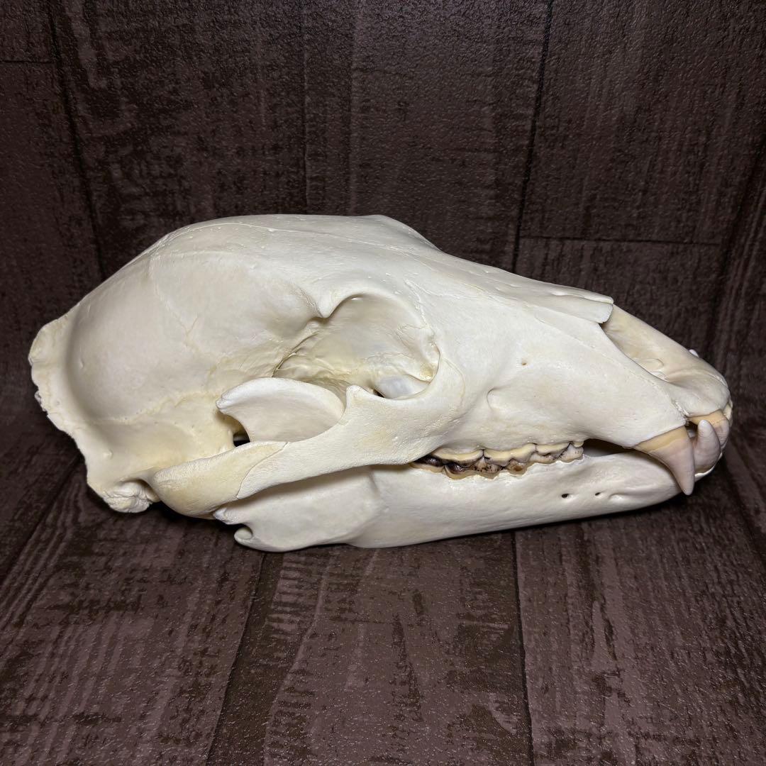 ヒグマ 熊 頭骨 頭蓋骨 骨格標本
