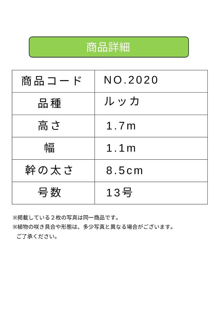 オリーブの木　ルッカ　約170cm　NO.2020　大型　人気品種　現品掲載