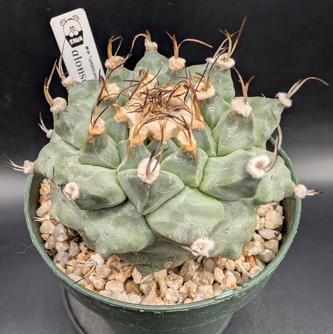 1*o様 アロンソイ 大疣実生 鉢植え メルカリ便送料込み