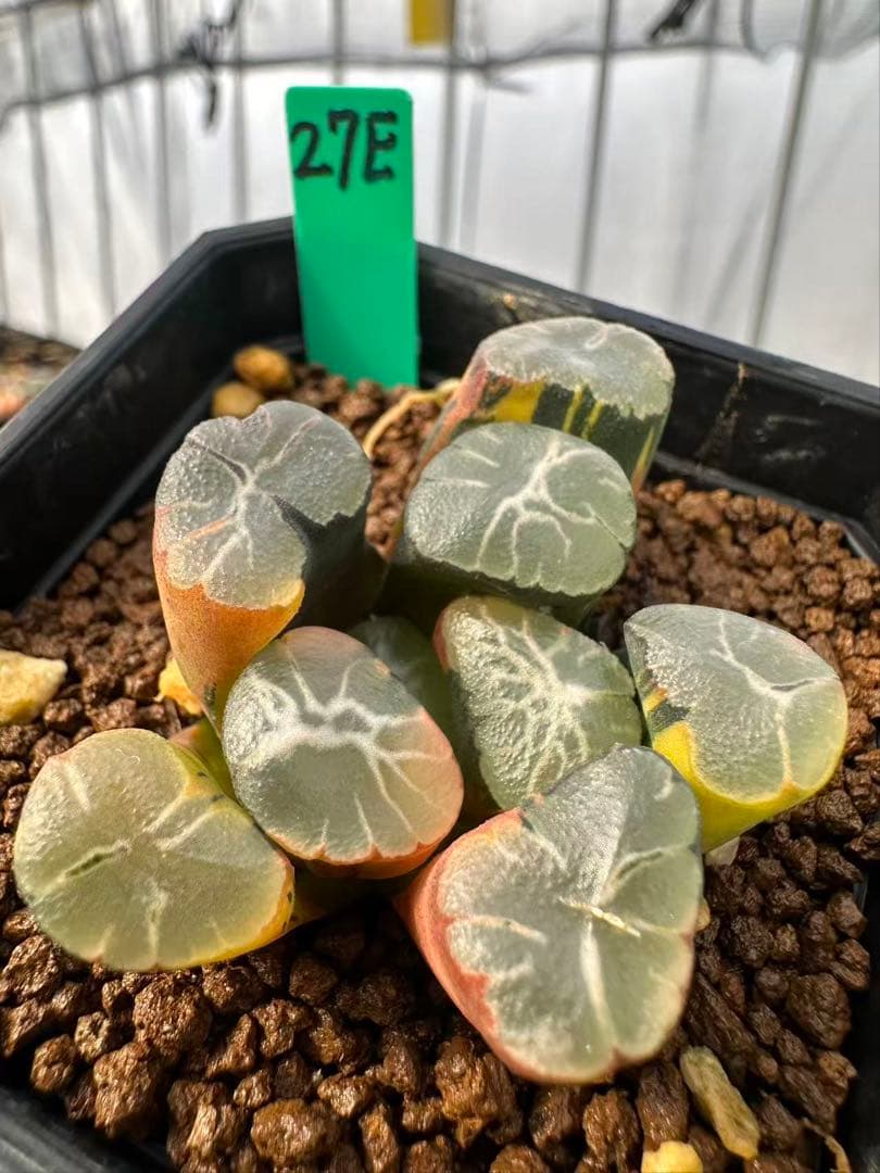 27E 多肉植物 ハオルチア 紫雲殿万象錦