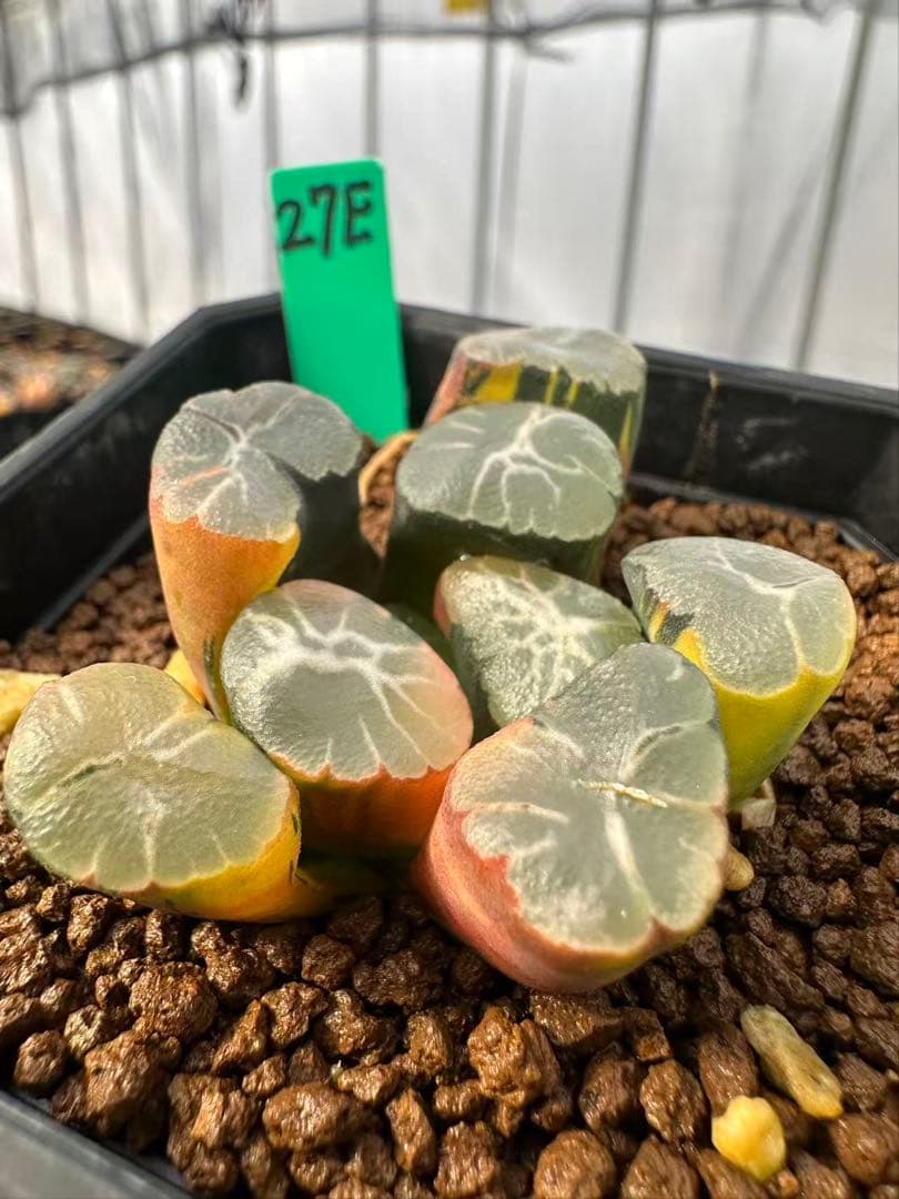 27E 多肉植物 ハオルチア 紫雲殿万象錦