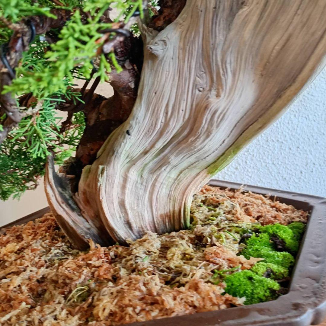 盆栽 真柏（創作盆栽）シャリ幹山取り真柏 鉢底より高さ64cm