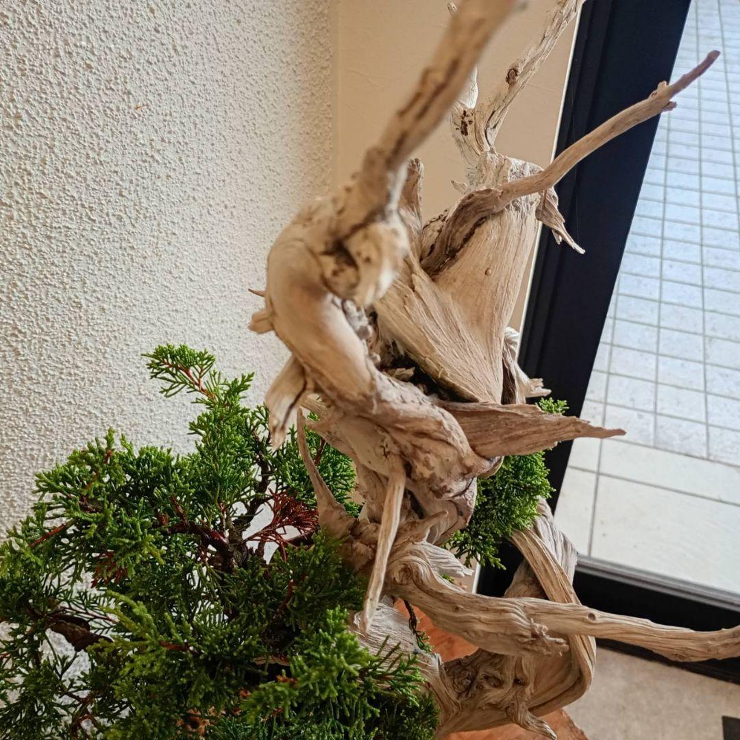 盆栽 真柏（創作盆栽）シャリ幹山取り真柏 鉢底より高さ64cm