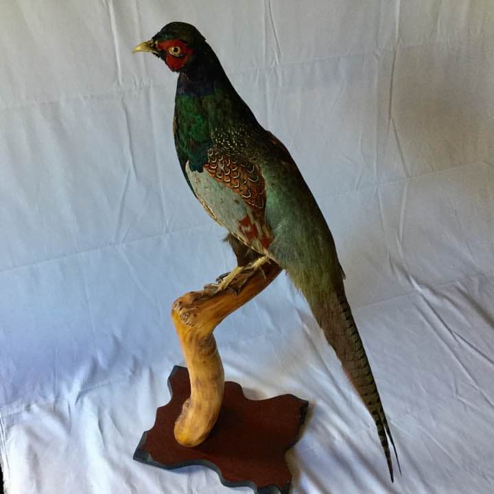 雉(キジ)オス剥製