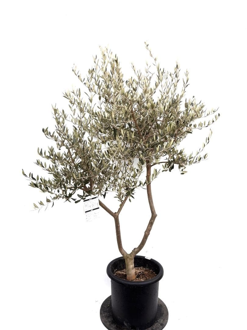 オリーブの木　ペンドリノ　10号　約160cm　K-339　現品掲載