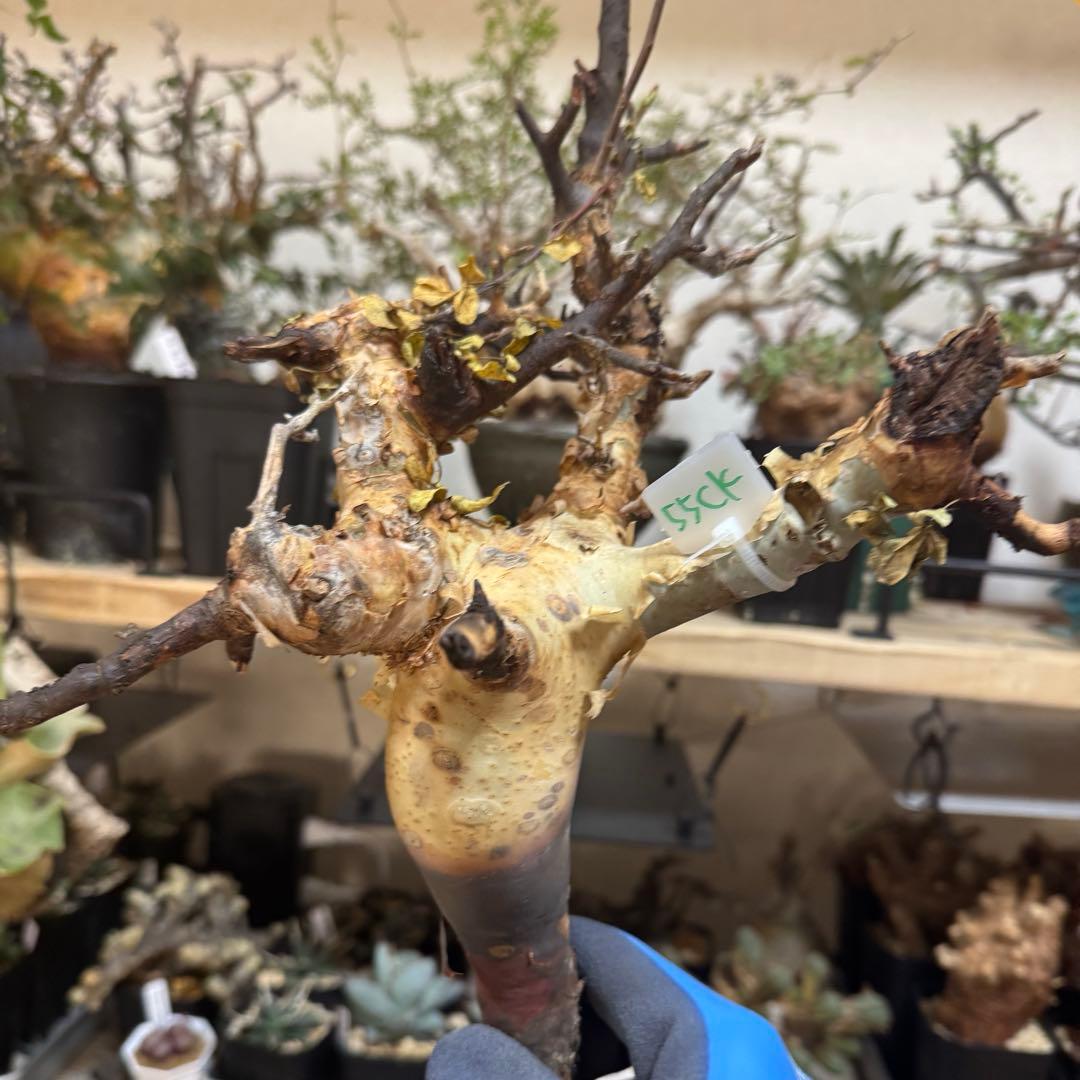 バ*バ様 コミフォラ ピュア カタフ ソマリア 現地発根株 55CK