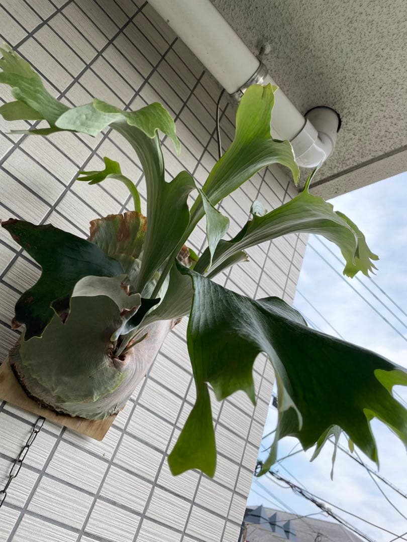 ビカクシダ　ヒリー　キリン　麒麟