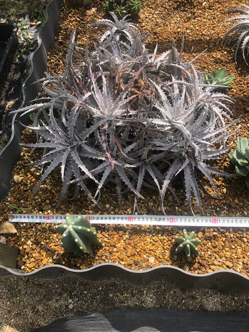 ディッキア goehringii ゴエリンギー　ドライガーデン