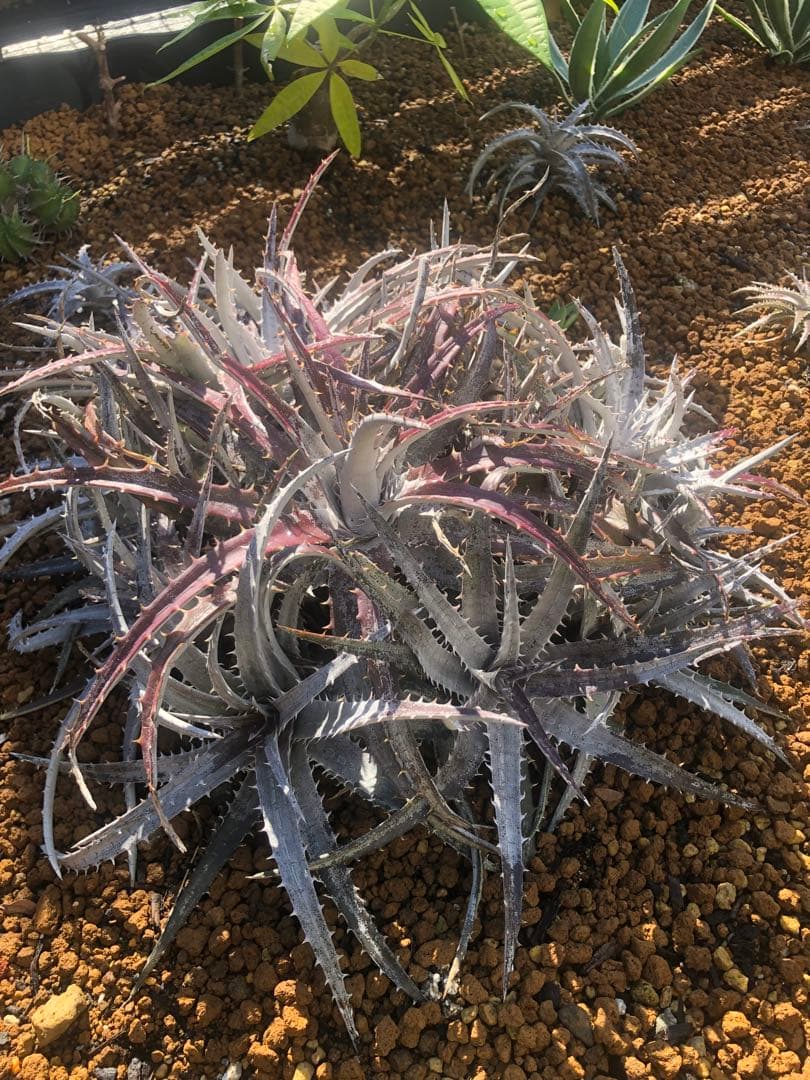 ディッキア goehringii ゴエリンギー　ドライガーデン