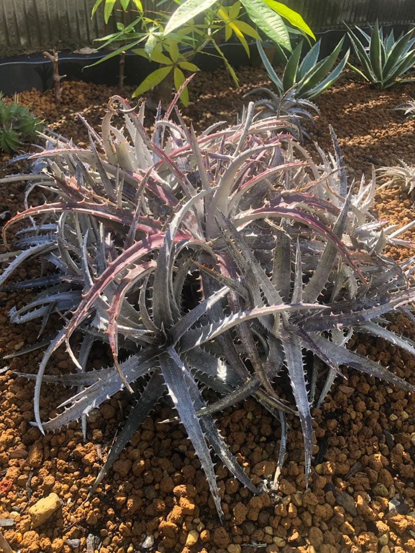 ディッキア goehringii ゴエリンギー　ドライガーデン