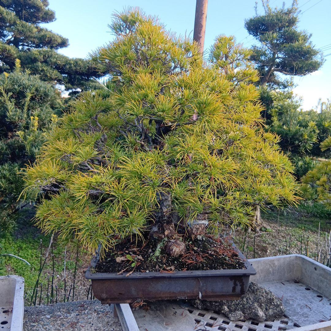 五葉松（かなり年数持ち込み古い）