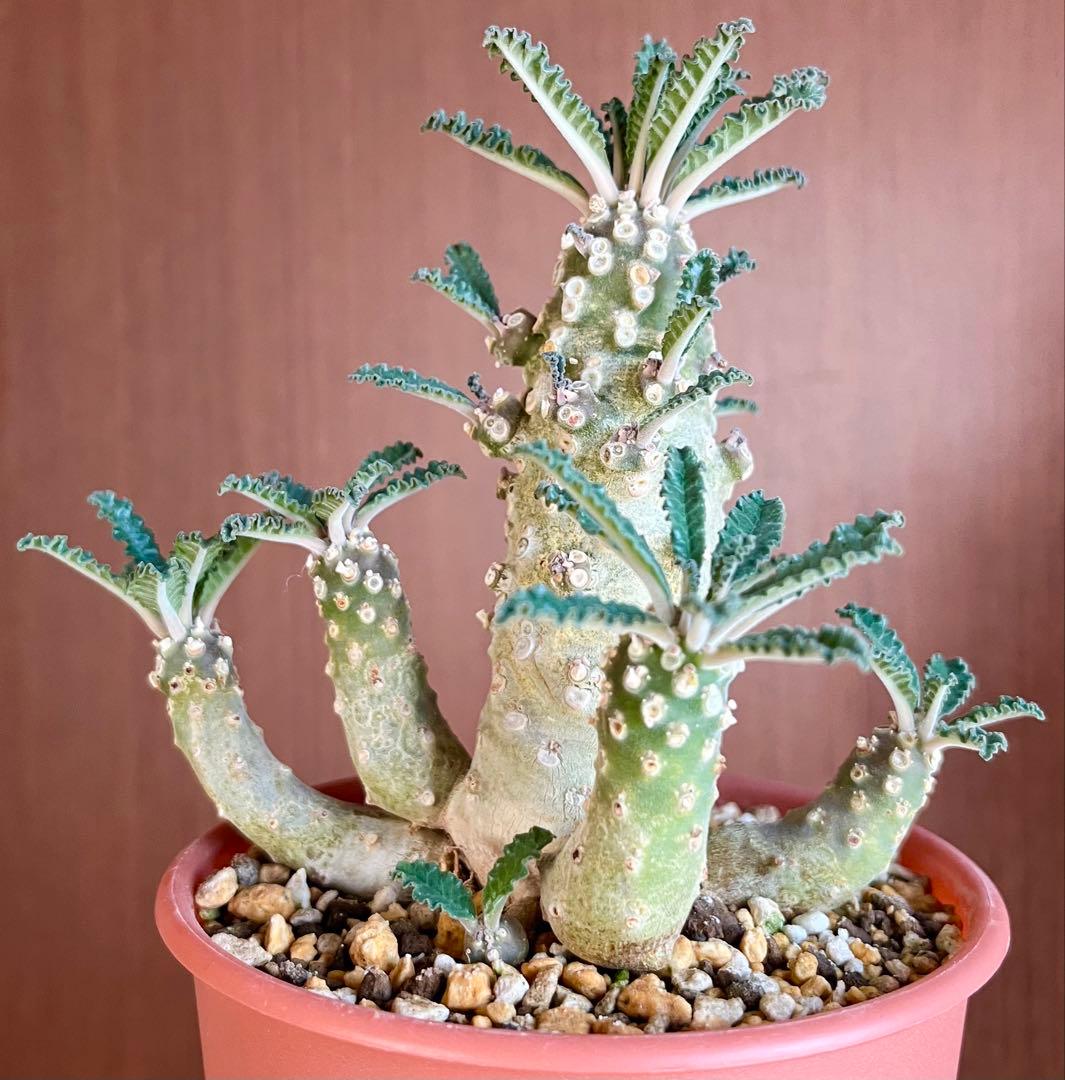 【レア/塊根植物】ドルステニア ラブラニー オス株（大株）鉢植え ①