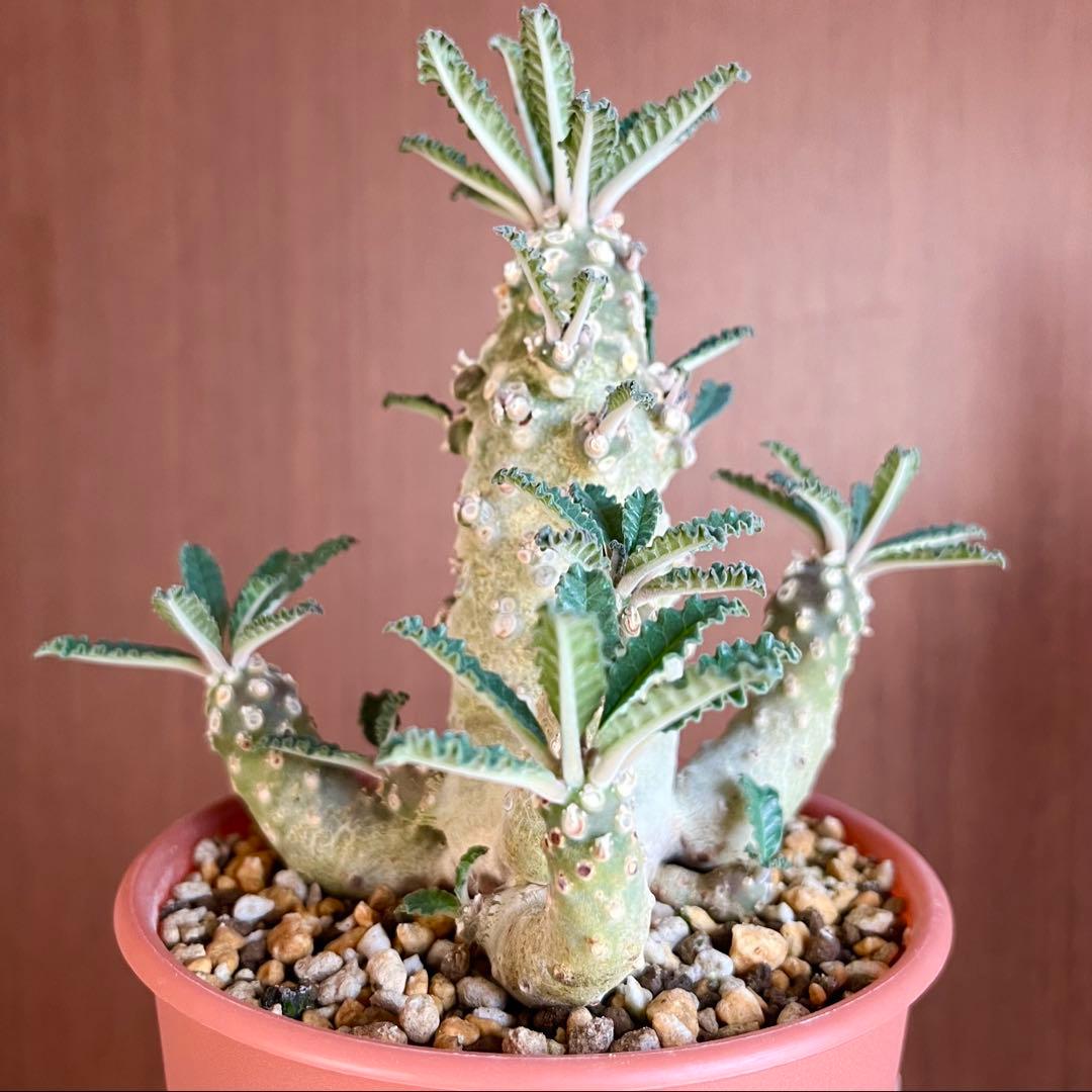 【レア/塊根植物】ドルステニア ラブラニー オス株（大株）鉢植え ①