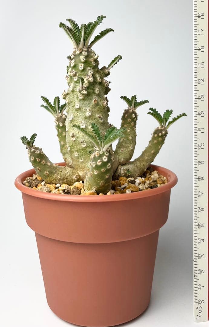 【レア/塊根植物】ドルステニア ラブラニー オス株（大株）鉢植え ①