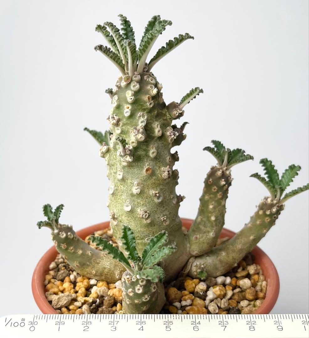 【レア/塊根植物】ドルステニア ラブラニー オス株（大株）鉢植え ①