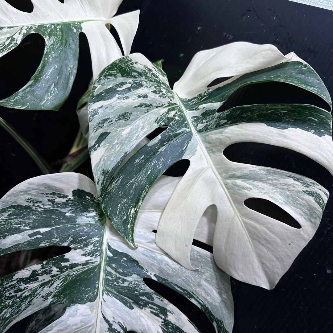 草*ん様 斑入りモンステラ ホワイトタイガー極美大株67cm白斑多