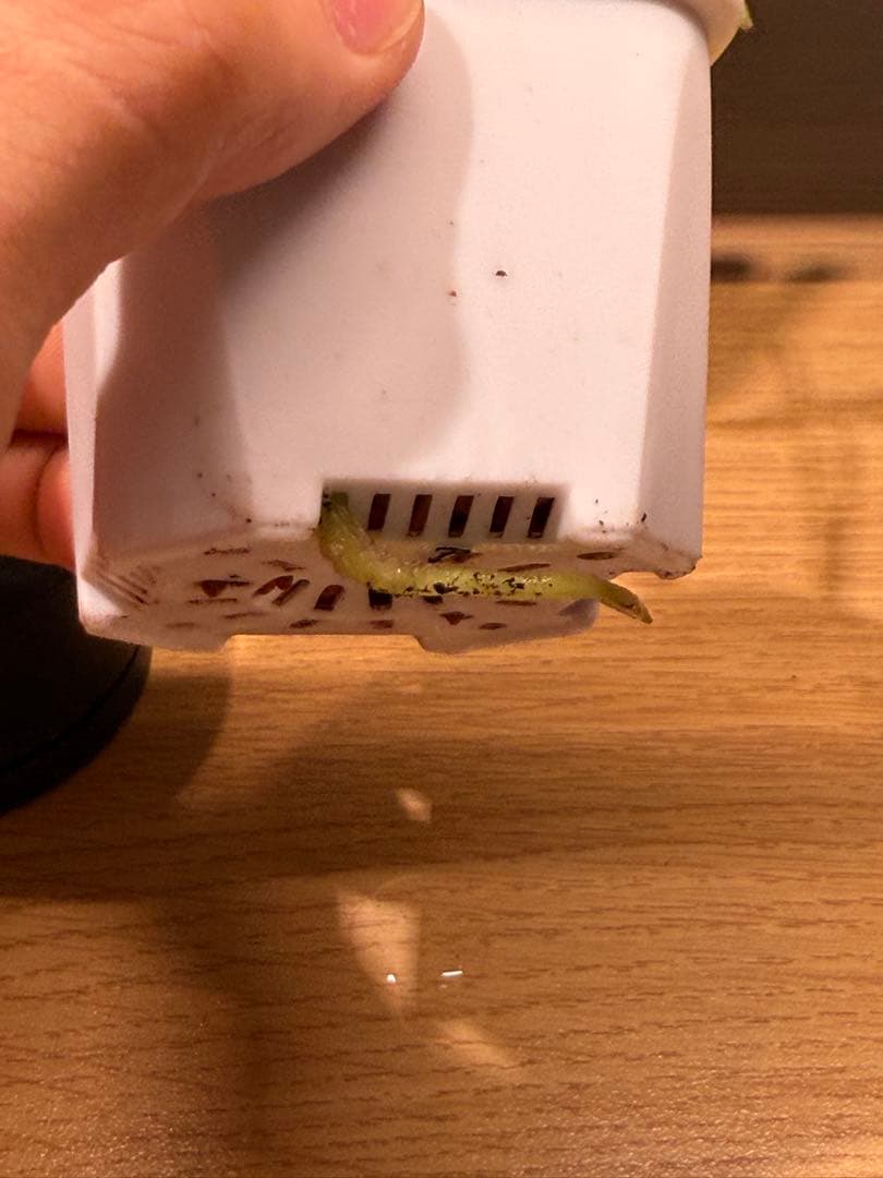 k　アンスリウム レッド ダークフェニックス