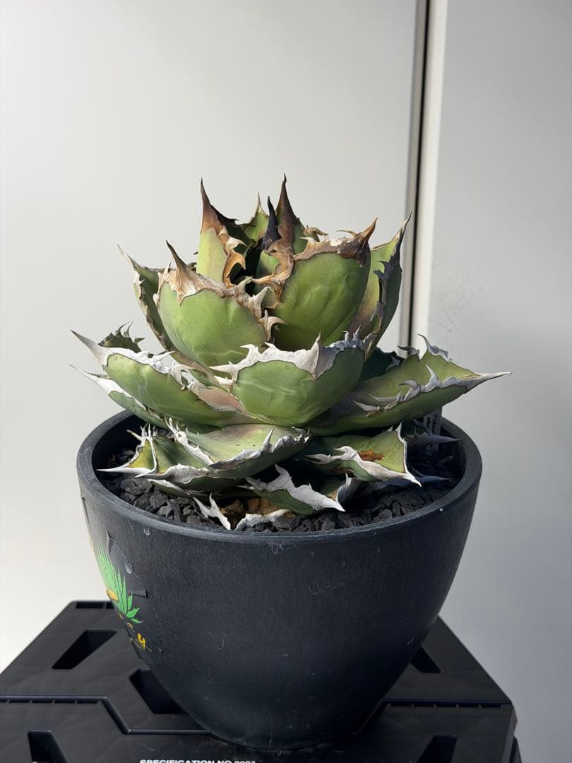 ［親株出品］アガベ　シャークソード