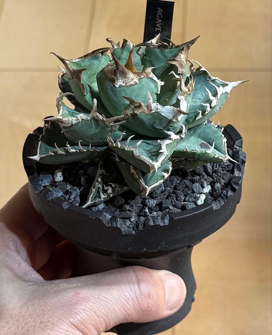 【鉢ごと親株発送】アガベ チタノタ 清櫻 活着済【極幅バンド・丸型・コンパクト