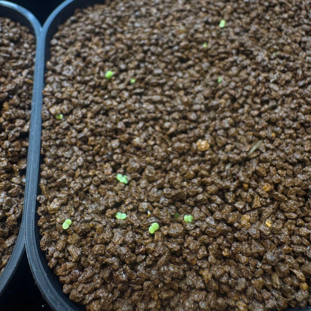 【種子100粒】 チレコドン シングラリス