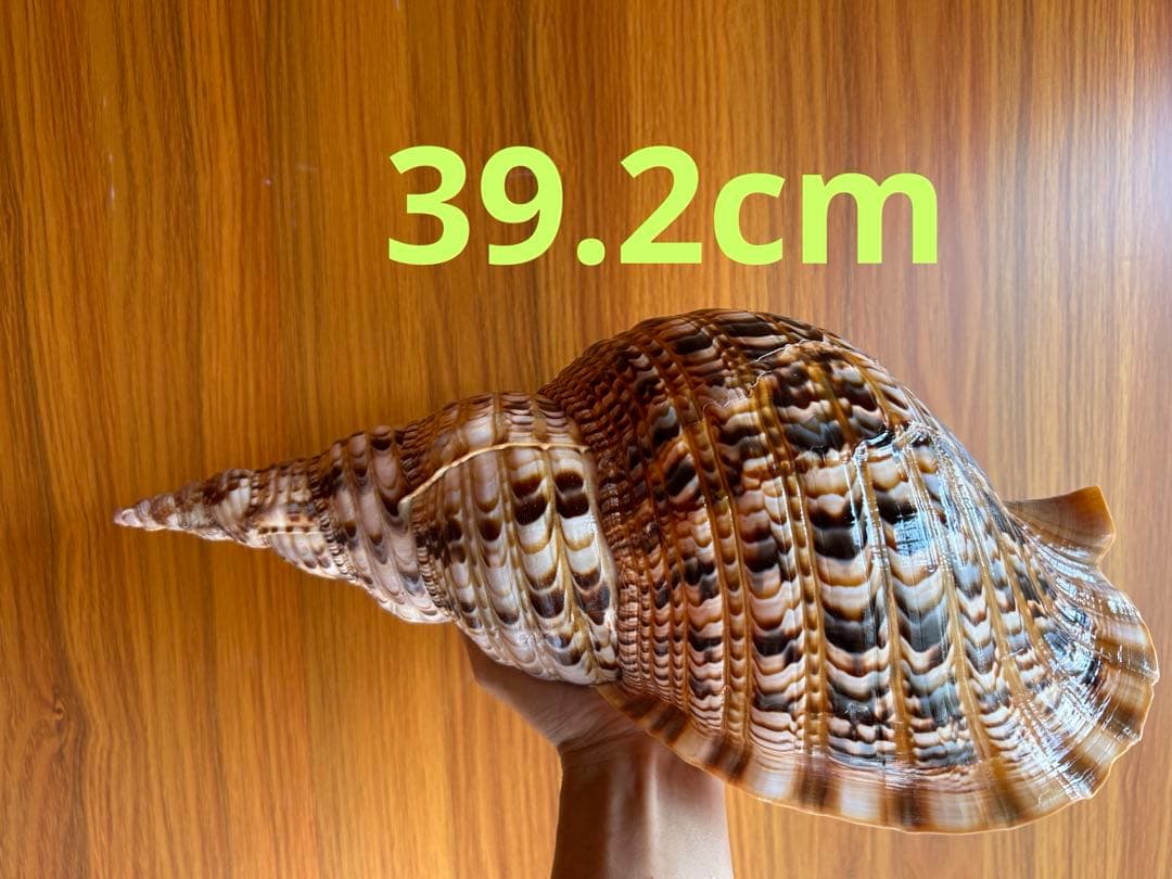 法螺貝　39.2cm 蓋付