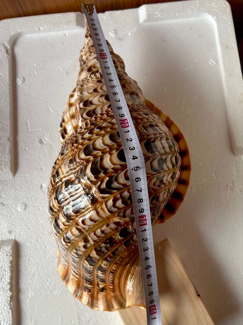 法螺貝　39.2cm 蓋付