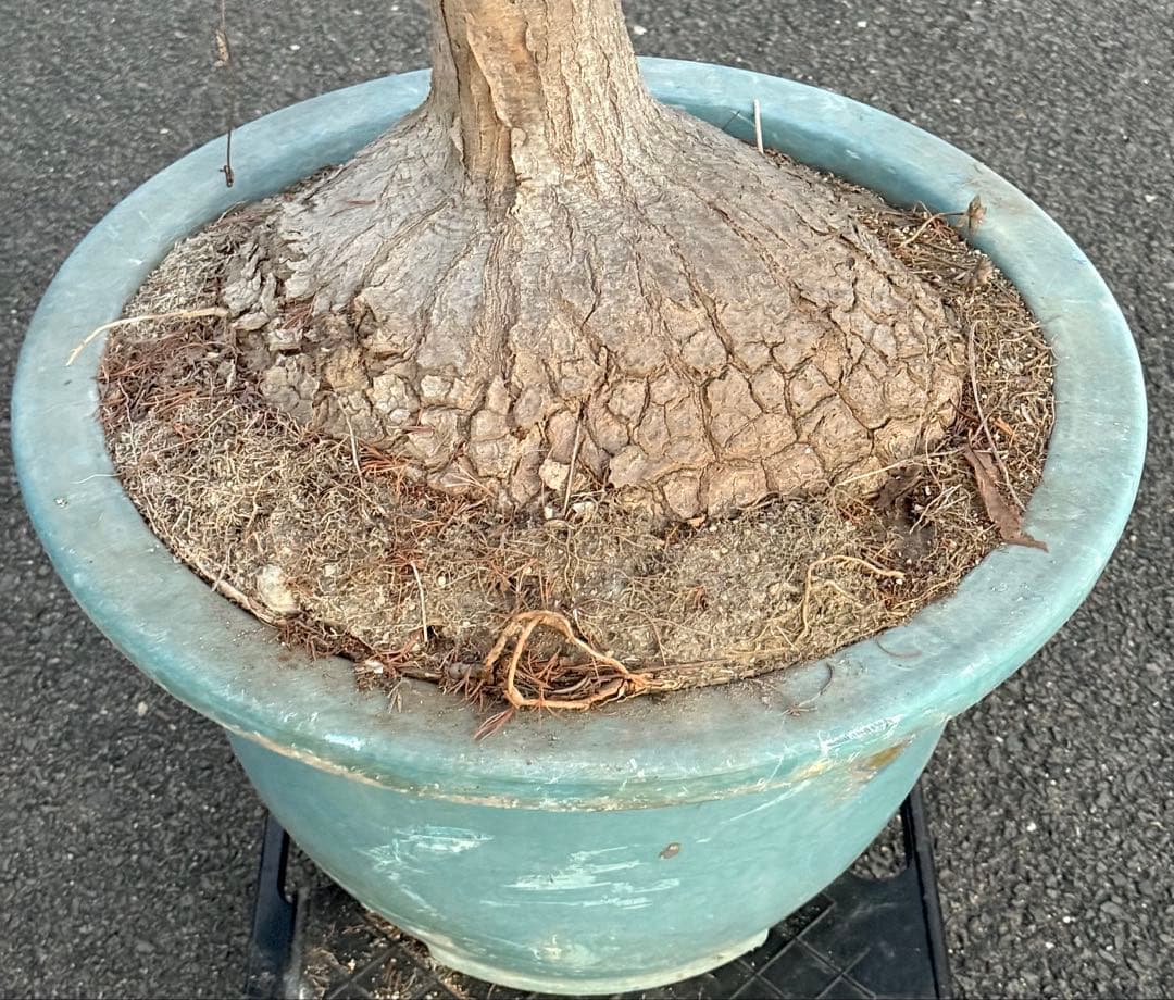 最終価格 希少♪大型 特大株♪ トックリラン ポニーテール ノリナ