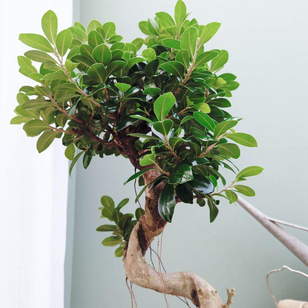 nima曲がりガジュマル (現品) 根上がり 曲線 空間浄化