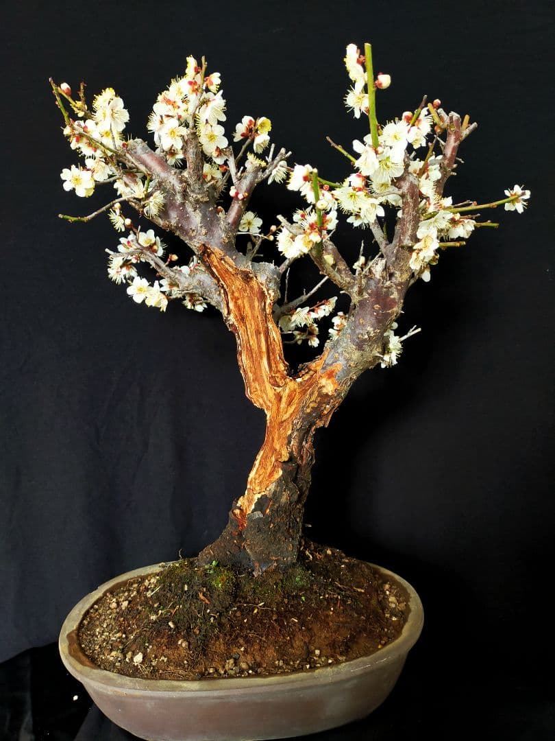 梅盆栽　大サイズ