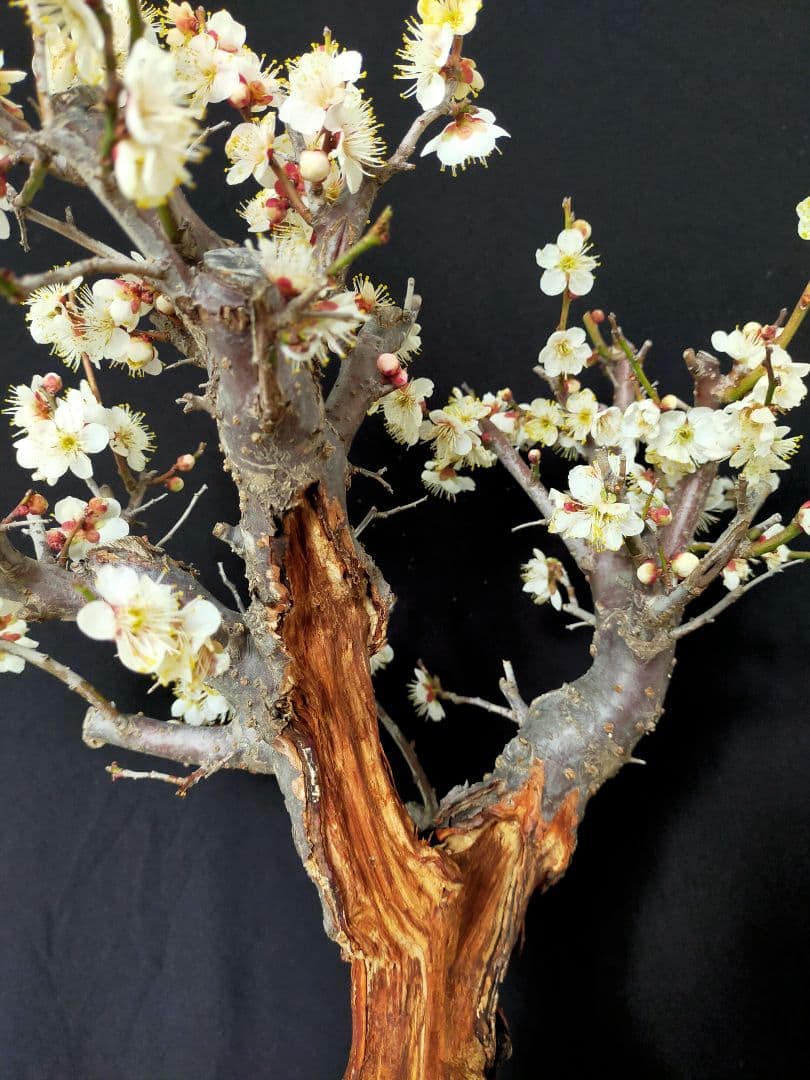 梅盆栽　大サイズ