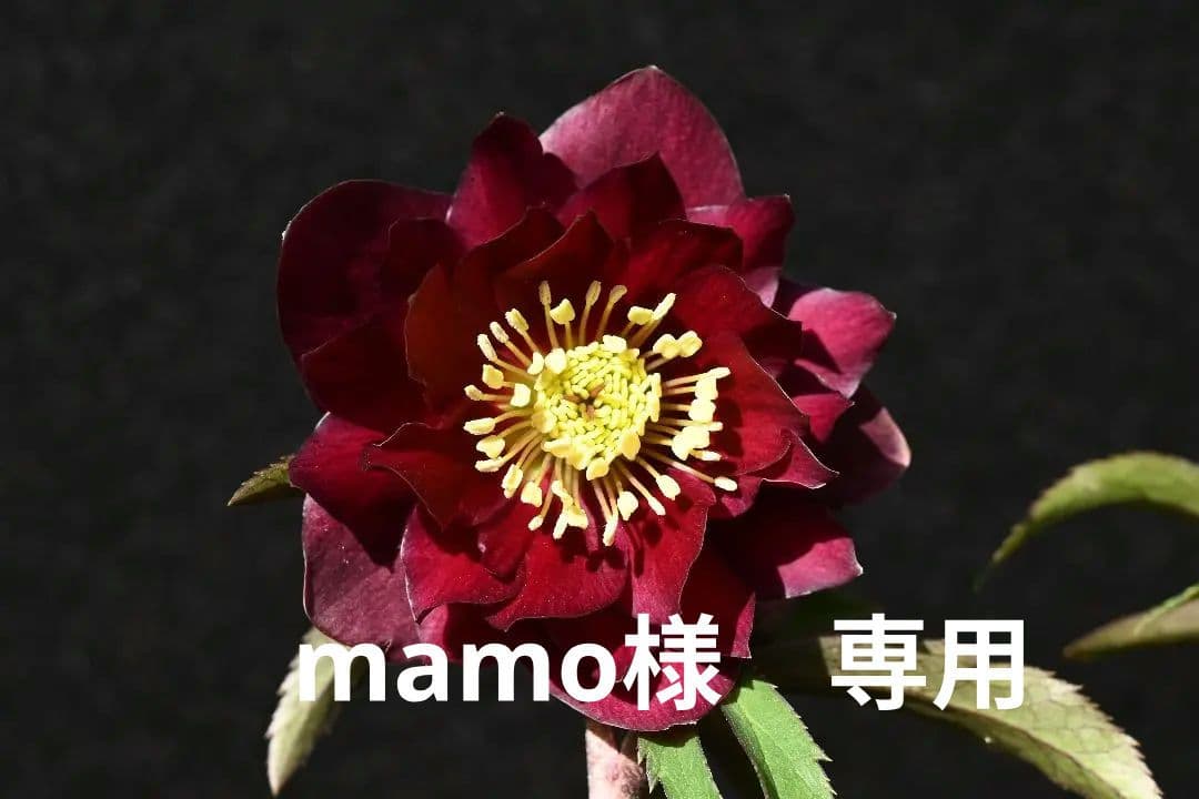 クリスマスローズ　認定キラメキ✩チョコレート　加藤農園