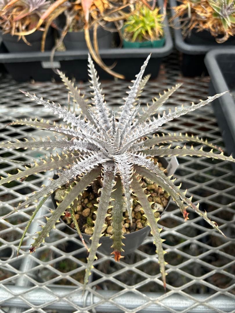 子株付き Dyckia 'Brittle Star' F3 D043 ⑴